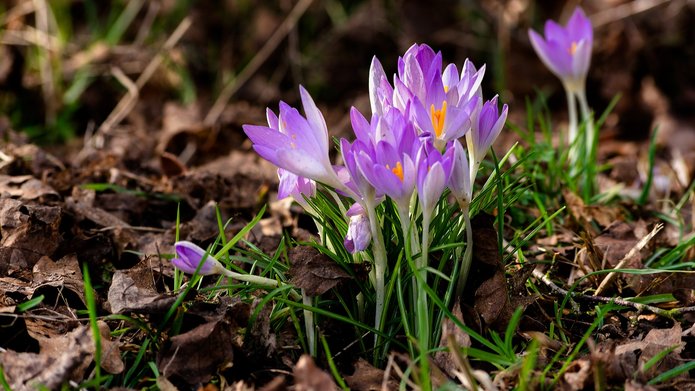 Zdjęcie rozkwitających krokusów