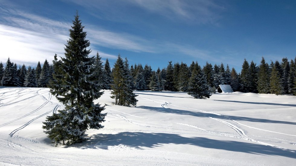 Zdjęcie ośnieżonych drzew iglaste, na śniegu ślady nart