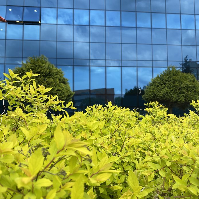 W tle fasada BUŁ, na pierwszym planie rośliny.