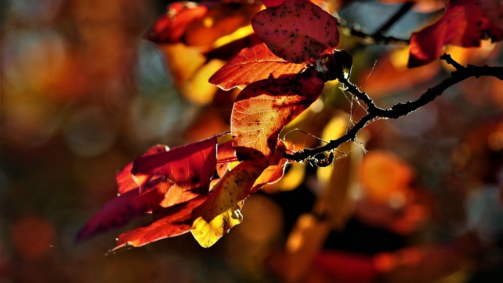 Jesienne liście na drzewach oświetlone słońcem